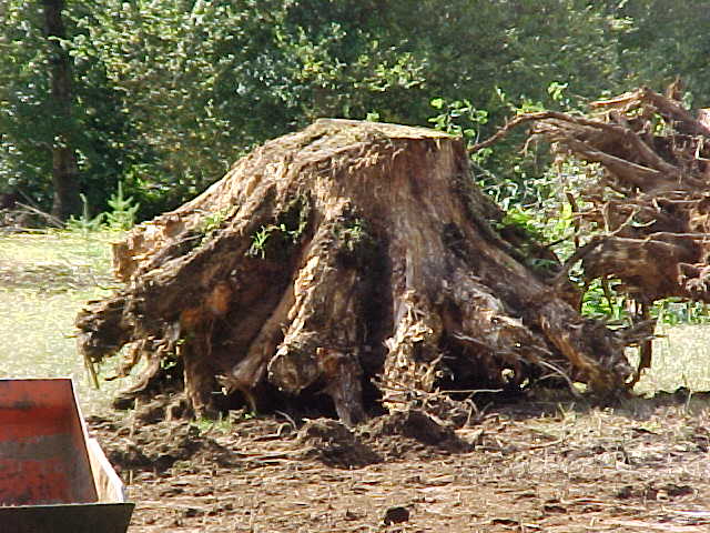 Large Stump Removed